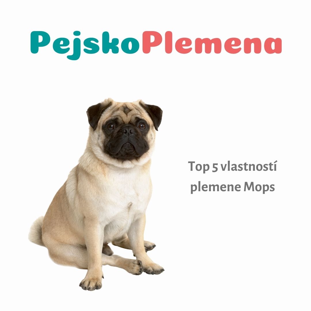 Мопс сбоку